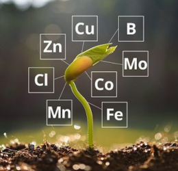 ULKAS EDTA ZINC 12%